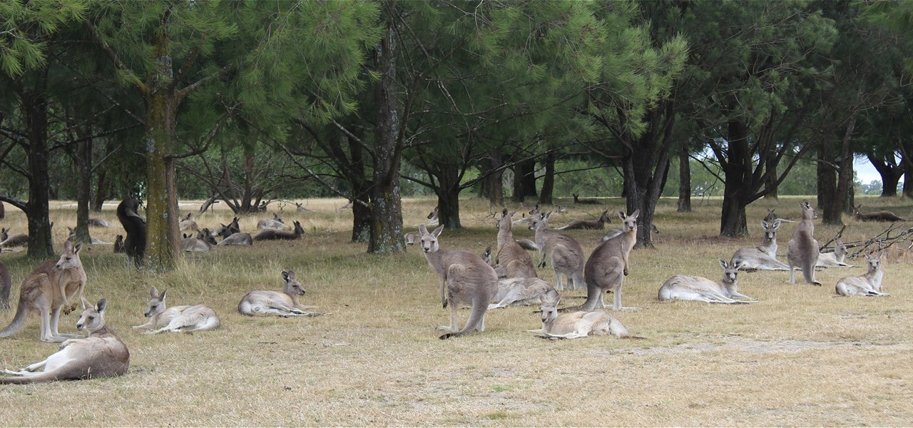 A mob of grey eastern kangaroos are gathered under trees on the Yarrambat golf course. Some are standing, others are laying down
