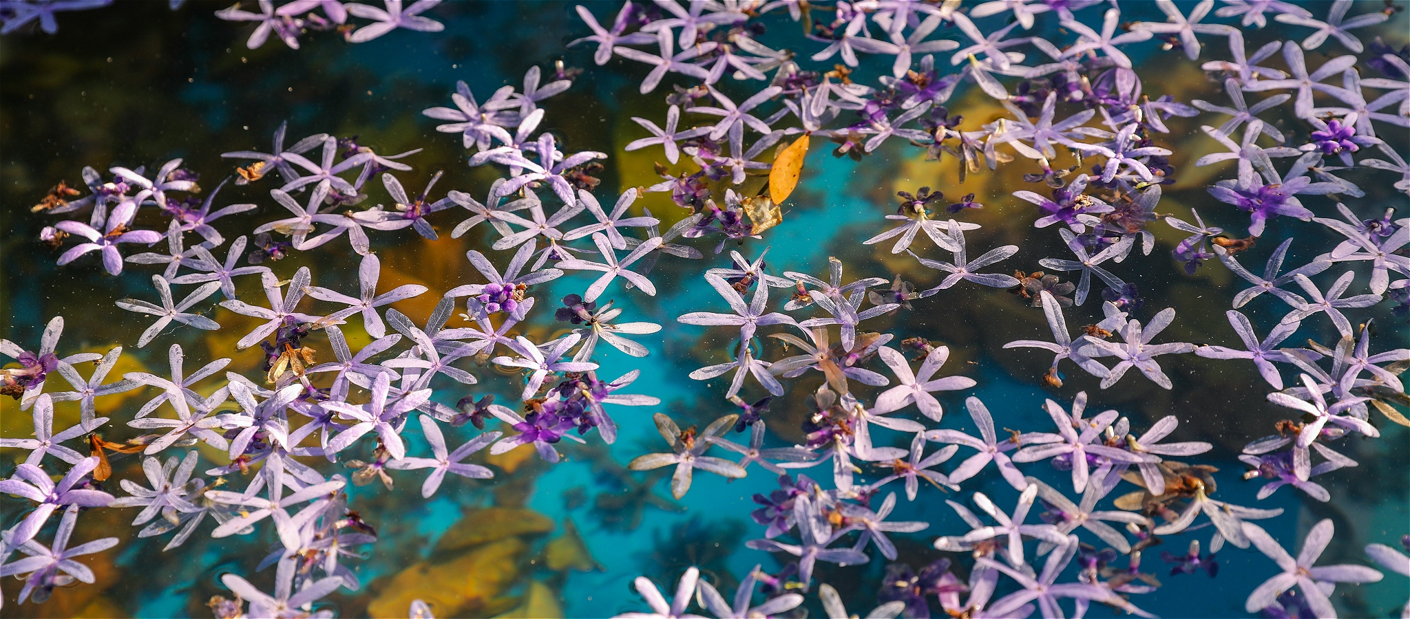 Small purple flowers drifting in water.