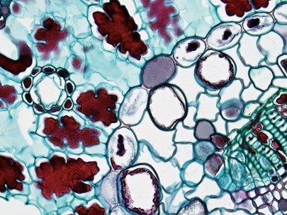 Cells stained blue, green, purple, and red magnified by a microscope and illuminated on a white background, like a stained glass mosaic of colour.