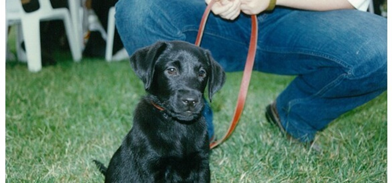 Midsumma Carnival 1996 by Richard Israel and 1997 by Virginia Selleck: black puppy looking wistfully at the camera