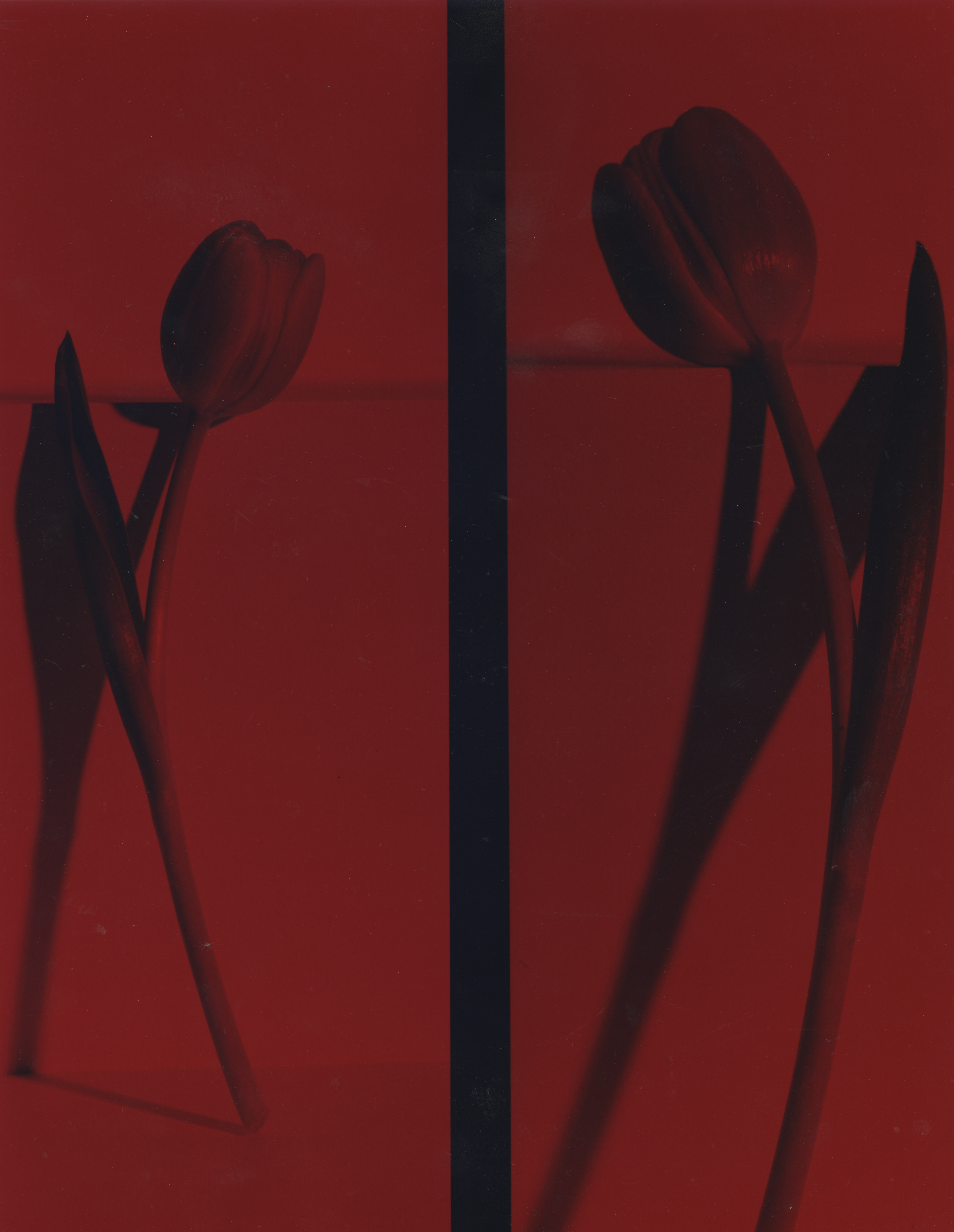 Isobel Markus Dunworth's work entitled Proxy for Desire showing tulips on a red background