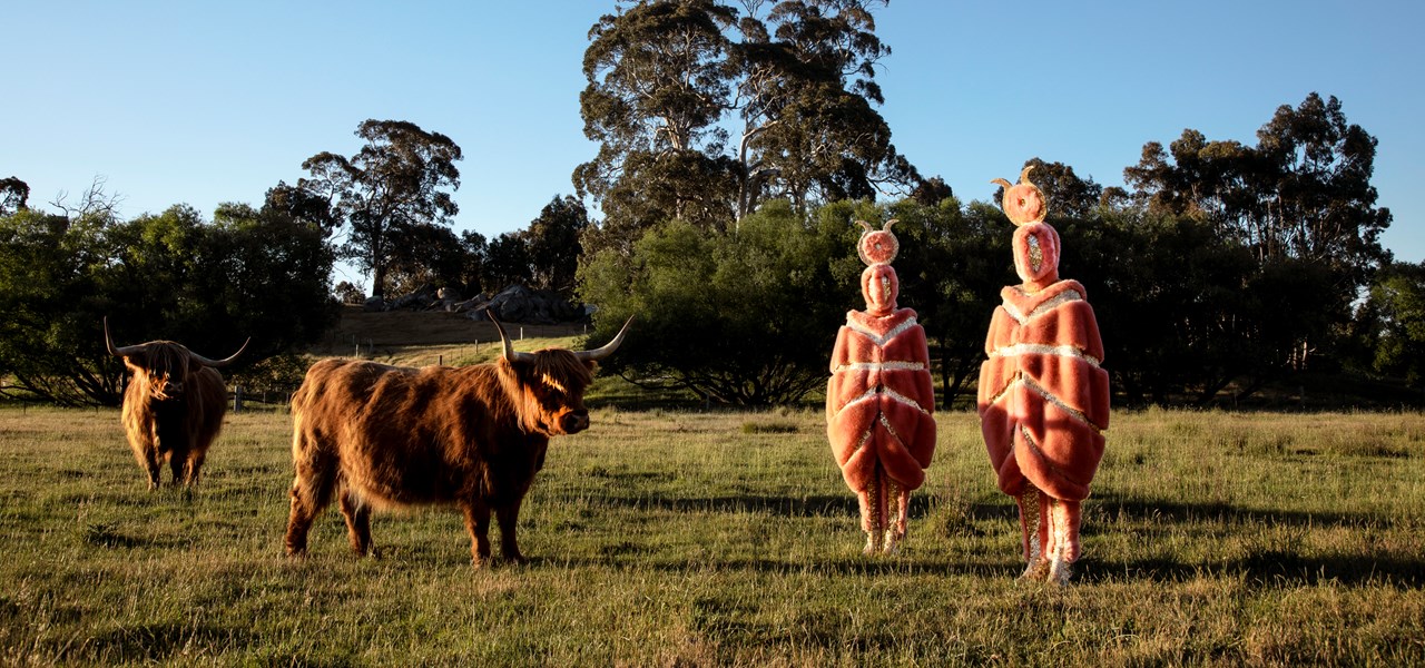 The Huxleys in cow uniforms in a field with two hairy cows/buffalo