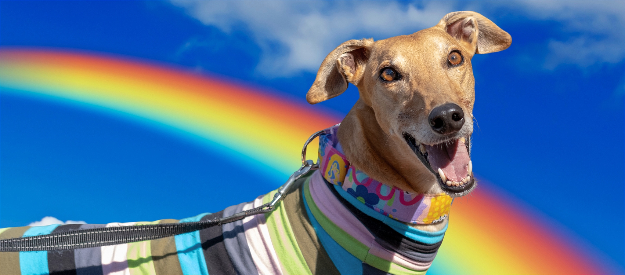 A greyhound in a striped shirt with a blue sky and rainbow in the background.