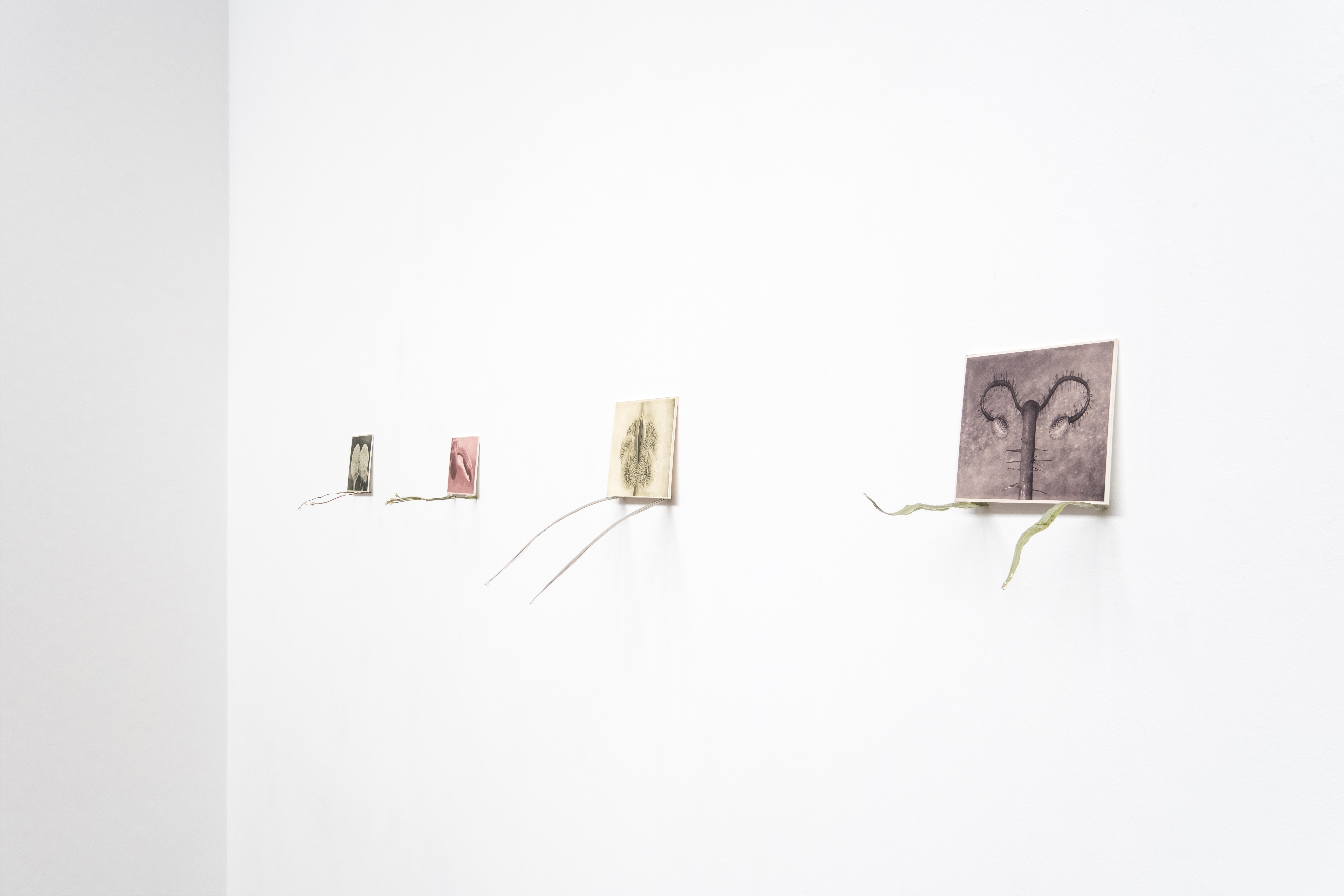 A series of small prints hanging on a wall. They have hair-like protrusions at the bottom.