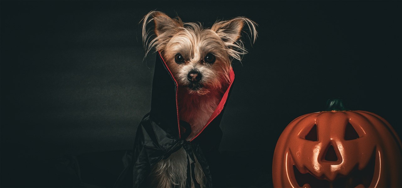 Dog in a cape sitting next to a Jack-o-Lantern.