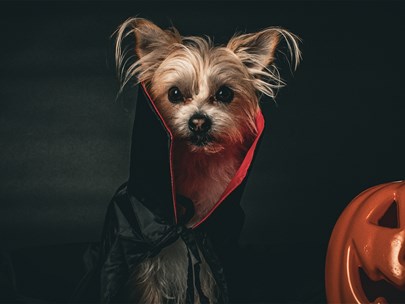 Dog in a cape sitting next to a Jack-o-Lantern.